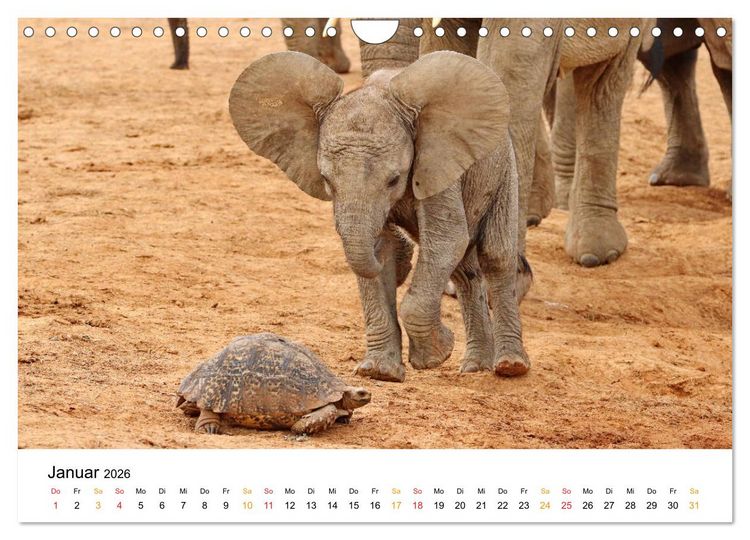 Produktbild: ADDO ELEPHANT NATIONAL PARK Elefanten Babies (Wandkalender 2026 DIN A4 quer), CALVENDO Monatskalender