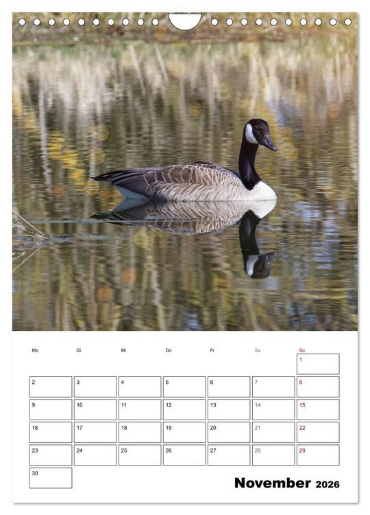 Produktbild: G&auml;nse, geliebte Wasserv&ouml;gel (Wandkalender 2026 DIN A4 hoch), CALVENDO Monatskalender
