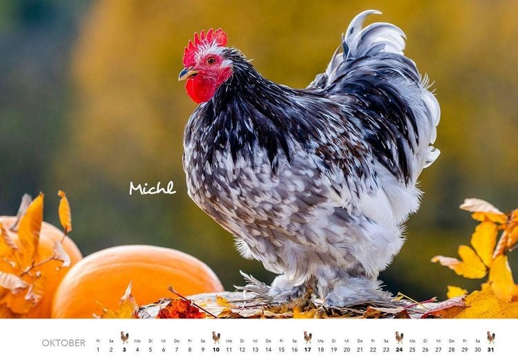 Produktbild: H&uuml;hner Kalender 2027