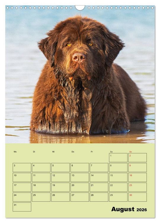 Produktbild: B&auml;rige Freunde - Familienplaner Brauner Neufundl&auml;nder (Wandkalender 2026 DIN A3 hoch), CALVENDO Monatskalender