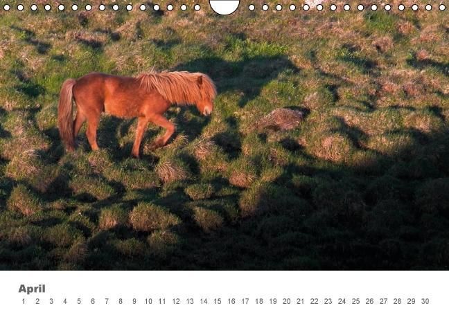 Produktbild: Islandpferde: Gef&auml;hrten der Wikinger (Wandkalender immerw&auml;hrend DIN A4 quer)