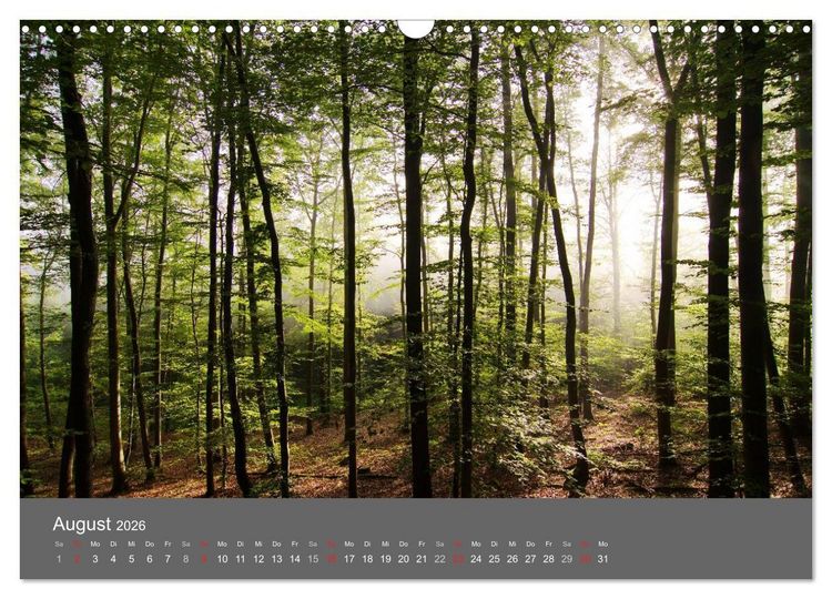 Produktbild: B&auml;ume (Wandkalender 2026 DIN A3 quer), CALVENDO Monatskalender