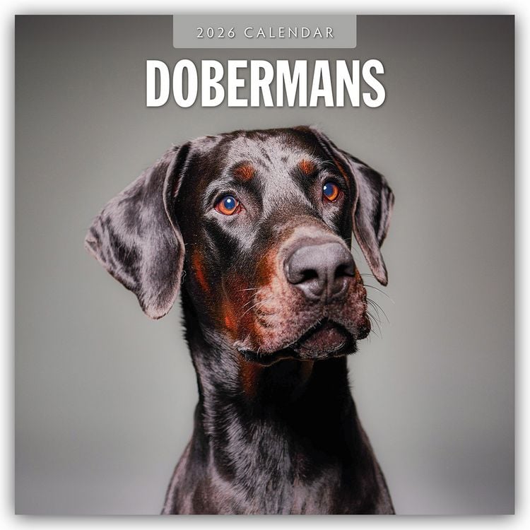 Produktbild: Dobermans – Dobermann 2026 – 16-Monatskalender