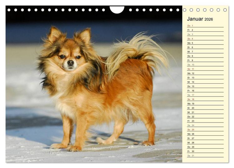Produktbild: Chihuahua - Kleine Hunde ganz gro&szlig; (Wandkalender 2026 DIN A4 quer), CALVENDO Monatskalender
