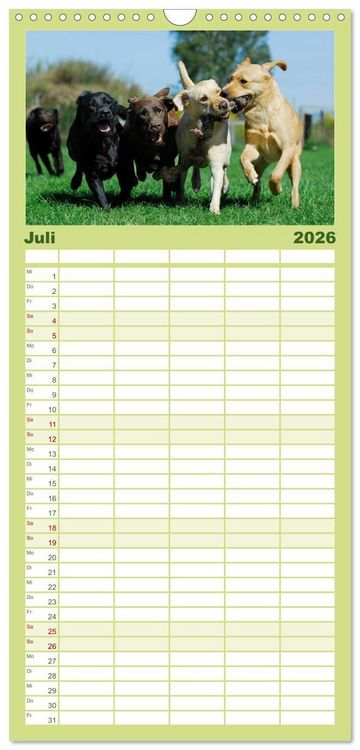 Produktbild: Familienplaner 2026 - Labrador Retriever 2026 mit 5 Spalten (Wandkalender, 21 x 45 cm) CALVENDO
