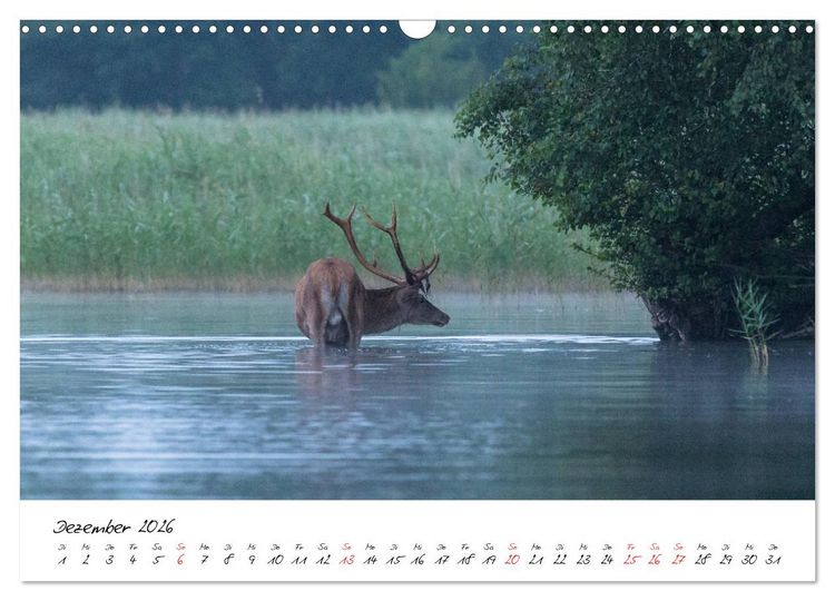 Produktbild: Rotwild - im Naturparadies der Mecklenburgischen Seenplatte (Wandkalender 2026 DIN A3 quer), CALVENDO Monatskalender