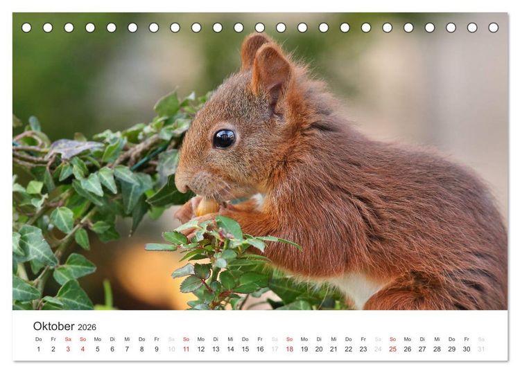 Produktbild: Eichh&ouml;rnchen Kinder (Tischkalender 2026 DIN A5 quer), CALVENDO Monatskalender