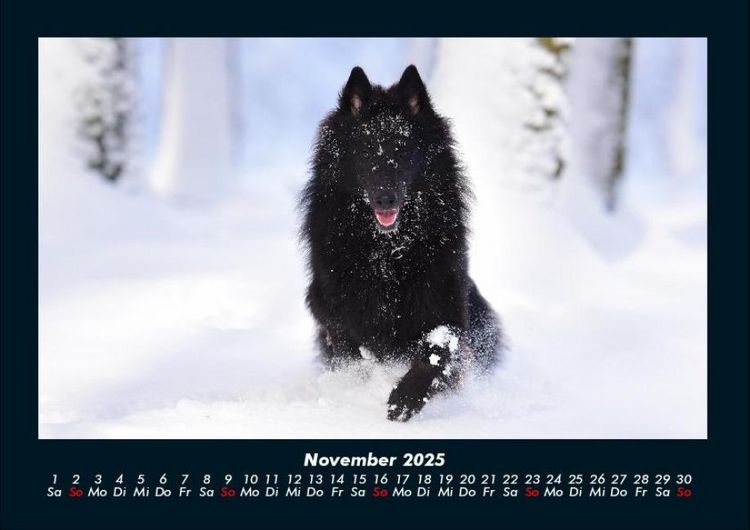 Produktbild: Hundezauber 2025 Fotokalender DIN A4