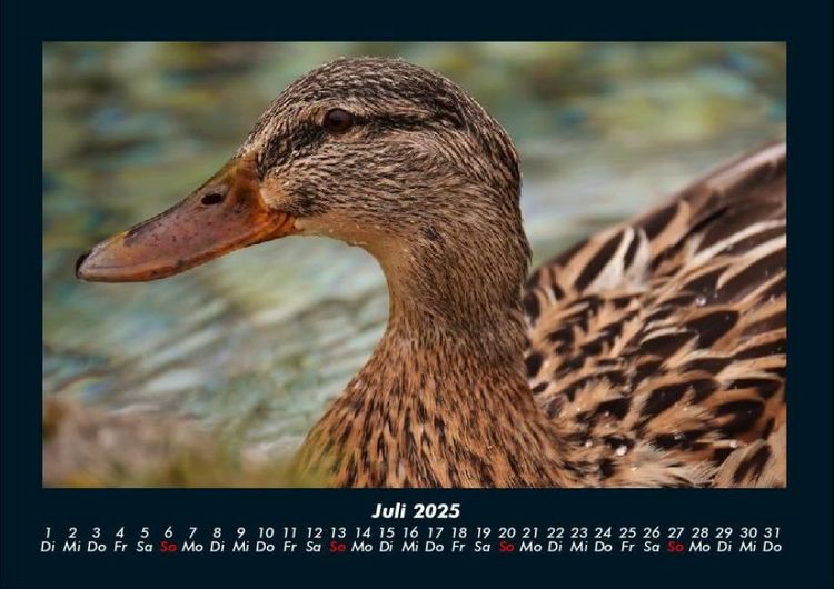 Produktbild: Enten 2025 Fotokalender DIN A4