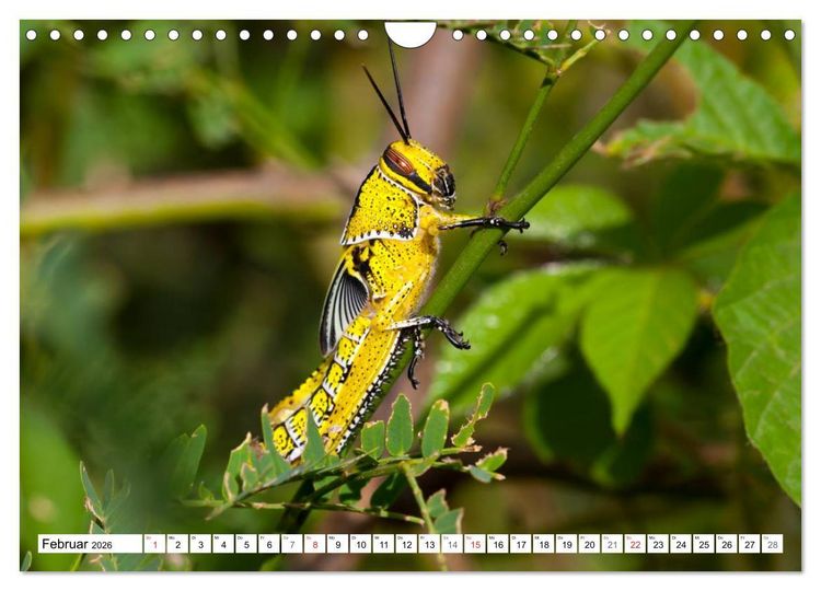 Produktbild: Boa Vista - Kapverden. Die Gem&uuml;tliche (Wandkalender 2026 DIN A4 quer), CALVENDO Monatskalender