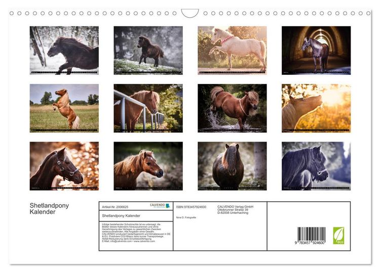 Produktbild: Shetlandpony Kalender (Wandkalender 2026 DIN A3 quer), CALVENDO Monatskalender