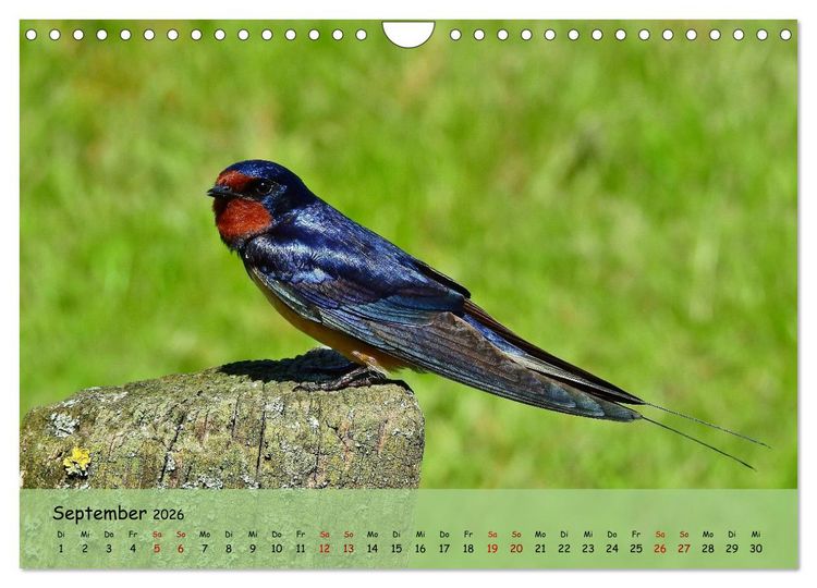 Produktbild: Faszination Zugv&ouml;gel - Rekorde in der Vogelwelt (Wandkalender 2026 DIN A4 quer), CALVENDO Monatskalender