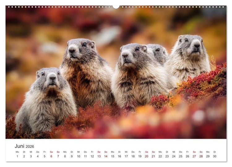 Produktbild: Alpenpl&uuml;sch - Mit Murmeltieren durchs Jahr (hochwertiger Premium Wandkalender 2026 DIN A2 quer), Kunstdruck in Hochglanz