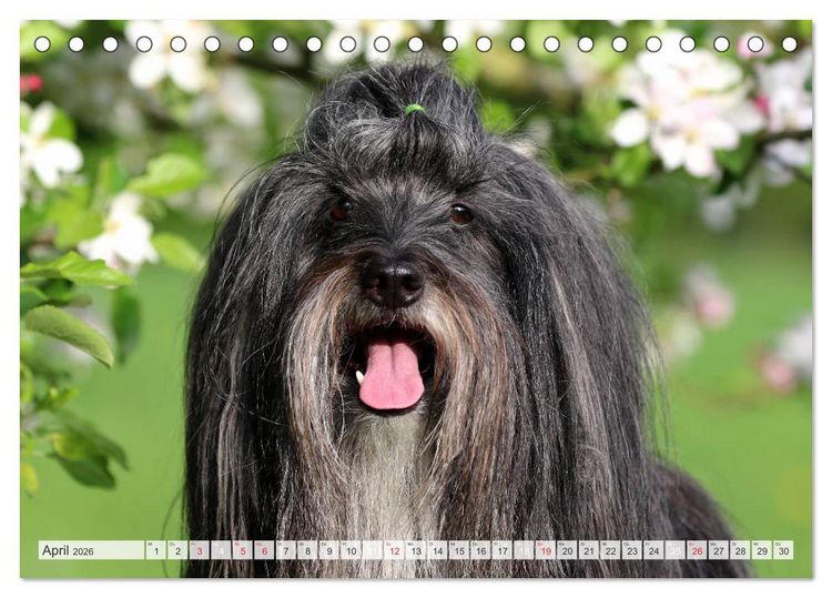 Produktbild: Tibet Terrier Theo (Tischkalender 2026 DIN A5 quer), CALVENDO Monatskalender