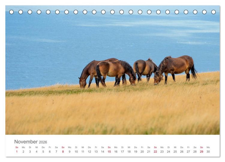 Produktbild: Exmoor Ponnys - Die letzten Ihrer Art (Tischkalender 2026 DIN A5 quer), CALVENDO Monatskalender