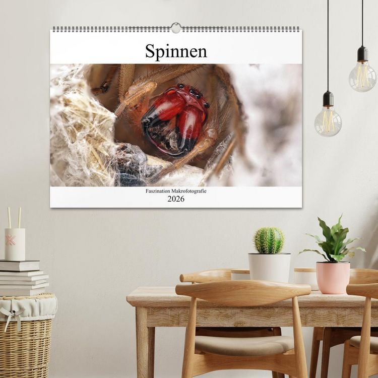 Produktbild: Faszination Makrofotografie: Spinnen (Wandkalender 2026 DIN A2 quer), CALVENDO Monatskalender