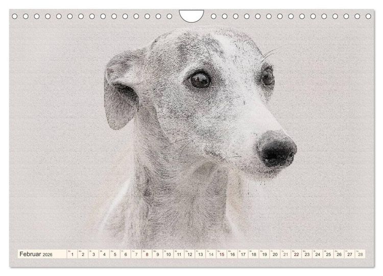 Produktbild: Whippet 2026 (Wandkalender 2026 DIN A4 quer), CALVENDO Monatskalender