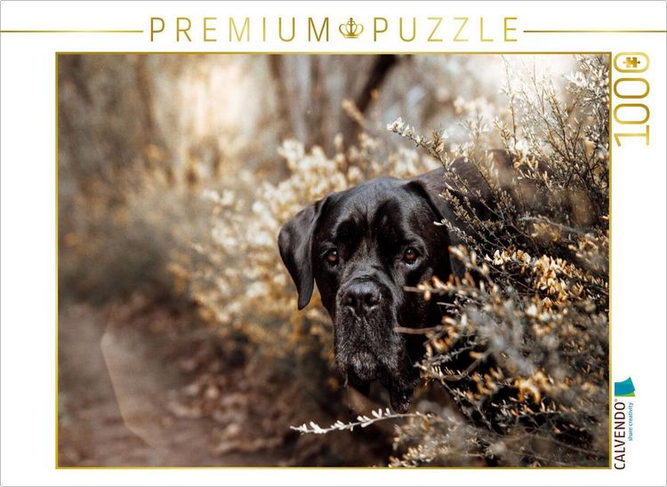 Produktbild: CALVENDO Puzzle Cane Corso | 1000 Teile Lege-Gr&ouml;&szlig;e 64x48cm Foto-Puzzle f&uuml;r gl&uuml;ckliche Stunden