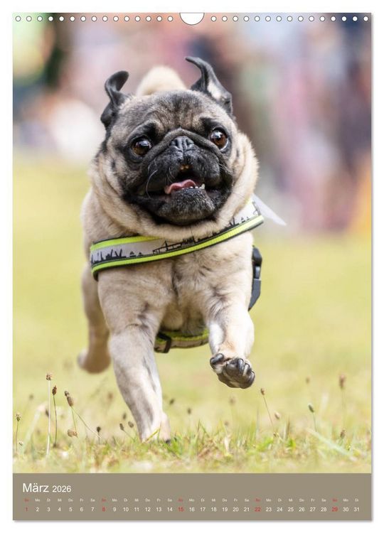 Produktbild: Mops-Rennen (Wandkalender 2026 DIN A3 hoch), CALVENDO Monatskalender
