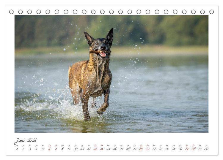 Produktbild: Mit dem Malinois durch das Jahr (Tischkalender 2026 DIN A5 quer), CALVENDO Monatskalender
