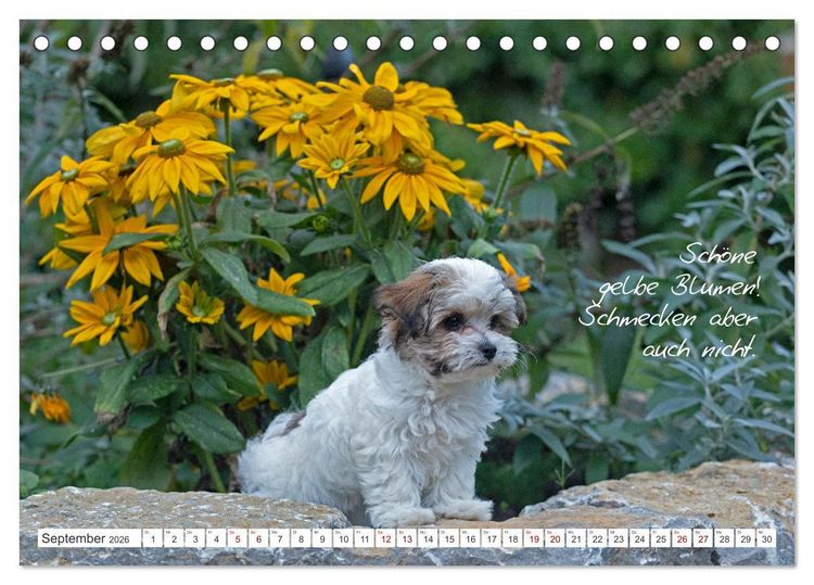 Produktbild: Hallo, ich bin Lilly (Tischkalender 2026 DIN A5 quer), CALVENDO Monatskalender