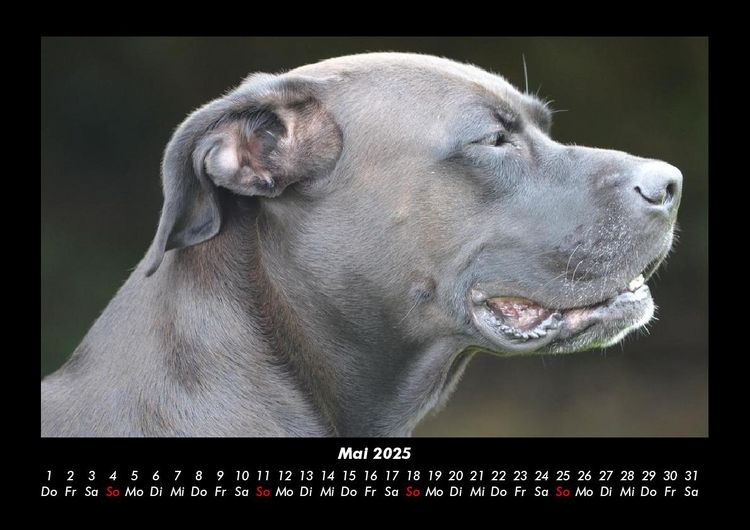 Produktbild: Hunde 2025 Fotokalender DIN A3