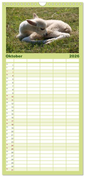 Produktbild: Familienplaner 2026 - Alpakas zum Verlieben mit 5 Spalten (Wandkalender, 21 x 45 cm) CALVENDO