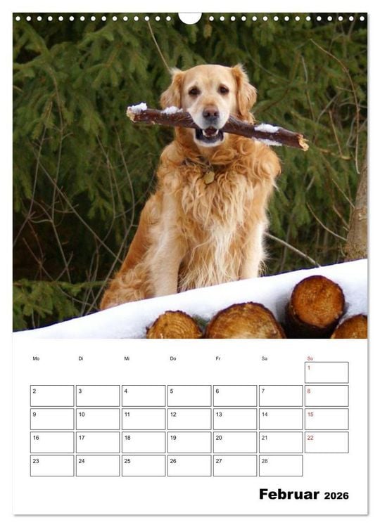 Produktbild: Gl&uuml;cklicher Golden Retriever (Wandkalender 2026 DIN A3 hoch), CALVENDO Monatskalender