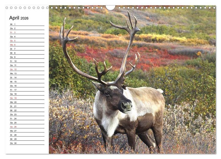 Produktbild: Alaska und Kanada (Wandkalender 2026 DIN A3 quer), CALVENDO Monatskalender
