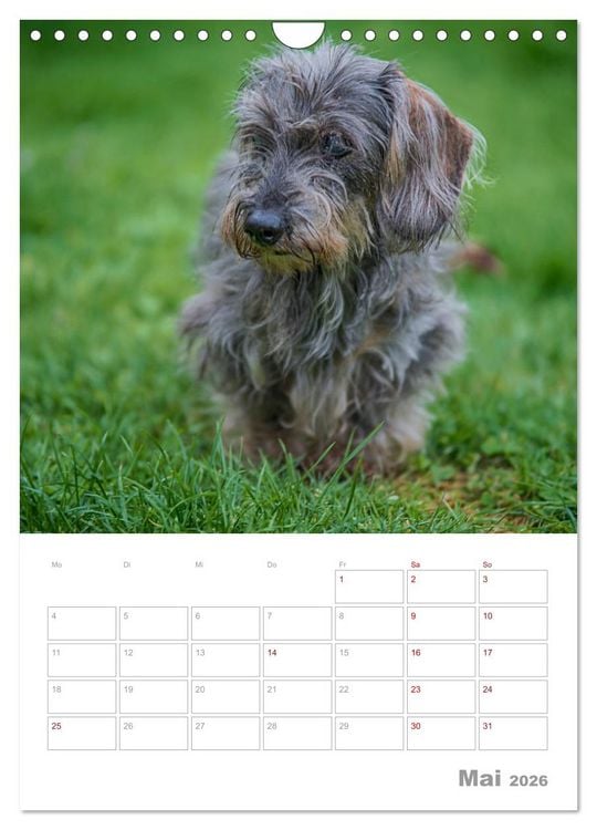 Produktbild: Dackelportraits (Wandkalender 2026 DIN A4 hoch), CALVENDO Monatskalender