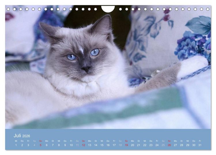 Produktbild: Engel auf 4 Pfoten - Ragdolls 2026 (Wandkalender 2026 DIN A4 quer), CALVENDO Monatskalender