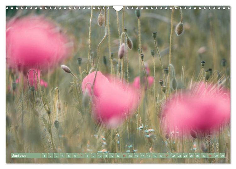 Produktbild: Mohnblumen - Fotografie mit Magie (Wandkalender 2026 DIN A3 quer), CALVENDO Monatskalender