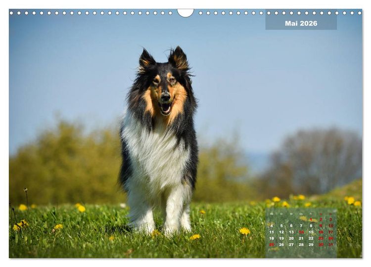 Produktbild: Collies? Was sonst! (Wandkalender 2026 DIN A3 quer), CALVENDO Monatskalender