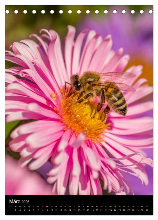 Produktbild: Bienen (Tischkalender 2026 DIN A5 hoch), CALVENDO Monatskalender