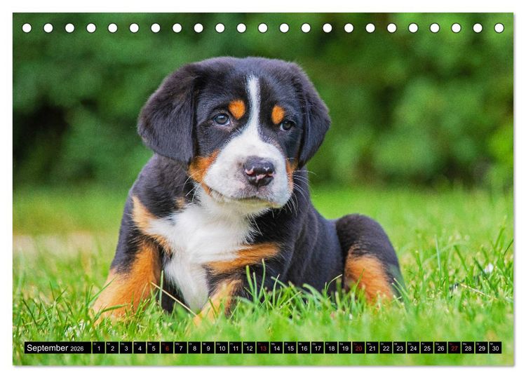 Produktbild: Ein Hund zum Verlieben - Gro&szlig;er Schweizer Sennenhund (Tischkalender 2026 DIN A5 quer), CALVENDO Monatskalender