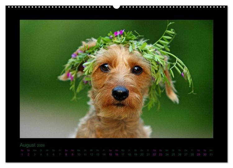 Produktbild: Elli Pirelli... aus dem Leben eines fr&ouml;hlichen Pinscher-Dackel-M&auml;dels (hochwertiger Premium Wandkalender 2026 DIN A2 quer), Kunstdruck in Hochglanz