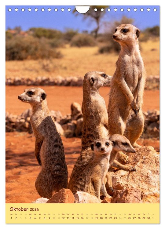 Produktbild: Erdm&auml;nnchen - Eine Kolonie in der Kalahari (Wandkalender 2026 DIN A4 hoch), CALVENDO Monatskalender