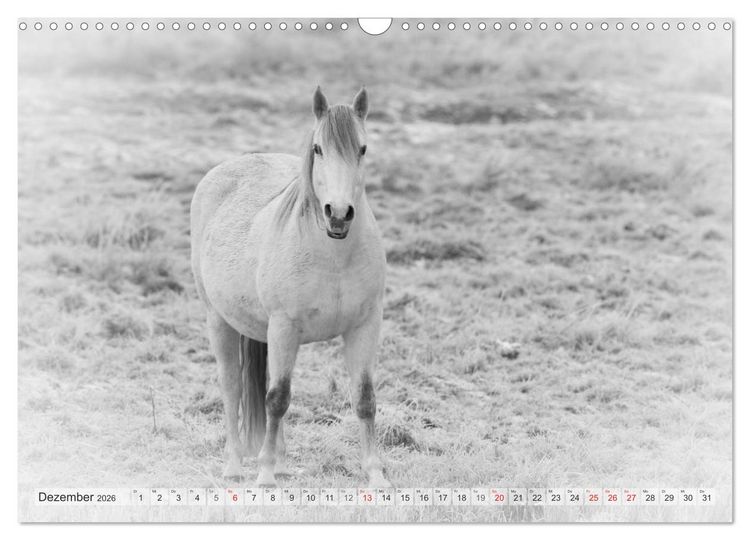 Produktbild: Emotionale Momente: Wei&szlig;e Pferde in schwarzwei&szlig;. (Wandkalender 2026 DIN A3 quer), CALVENDO Monatskalender