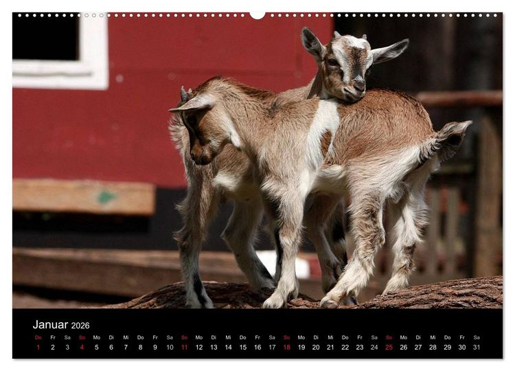 Produktbild: Zwergziegen (hochwertiger Premium Wandkalender 2026 DIN A2 quer), Kunstdruck in Hochglanz