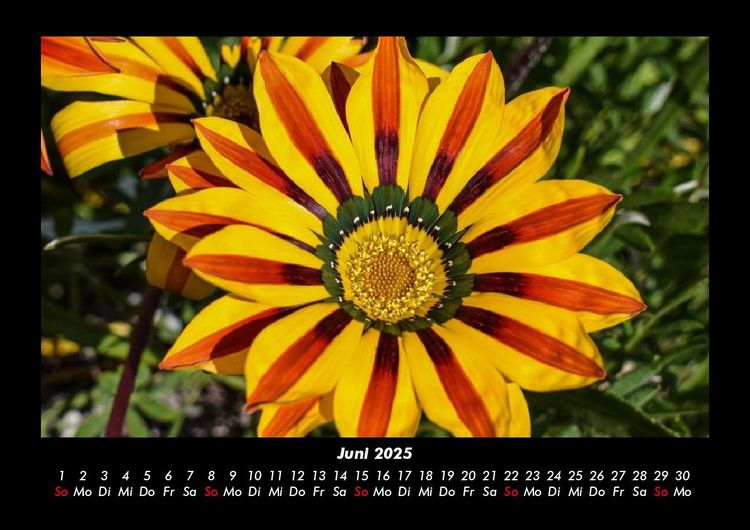 Produktbild: Blumenzauber 2025 Fotokalender DIN A3