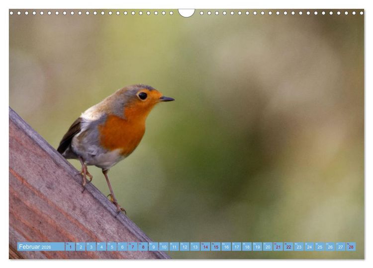 Produktbild: Rotkehlchen - Fotografiert von Ostfriesenfotografie (Wandkalender 2026 DIN A3 quer), CALVENDO Monatskalender