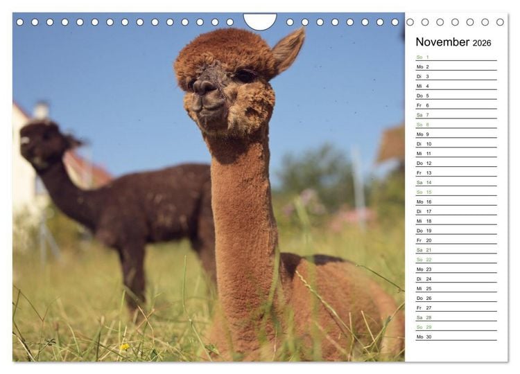 Produktbild: Alpakas im Paradies (Wandkalender 2026 DIN A4 quer), CALVENDO Monatskalender