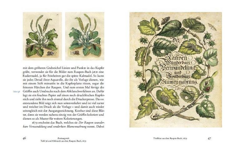 Produktbild: Maria Sibylla Merians Reise zu den Schmetterlingen