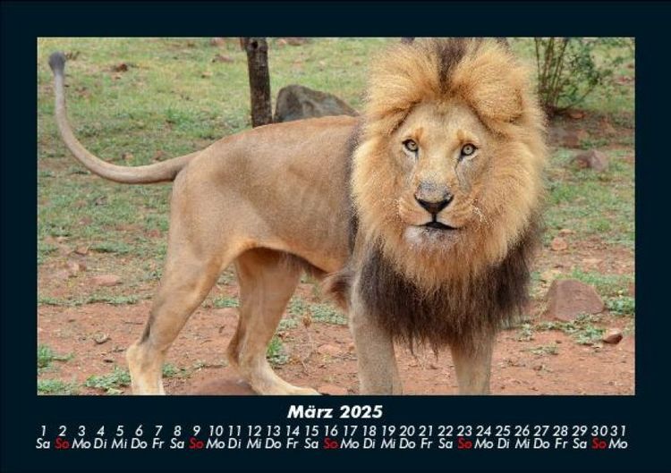 Produktbild: L&ouml;wen in der Wildnis 2025 Fotokalender DIN A5