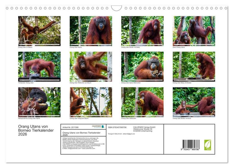 Produktbild: Orang Utans von Borneo Tierkalender 2026 (Wandkalender 2026 DIN A3 quer), CALVENDO Monatskalender