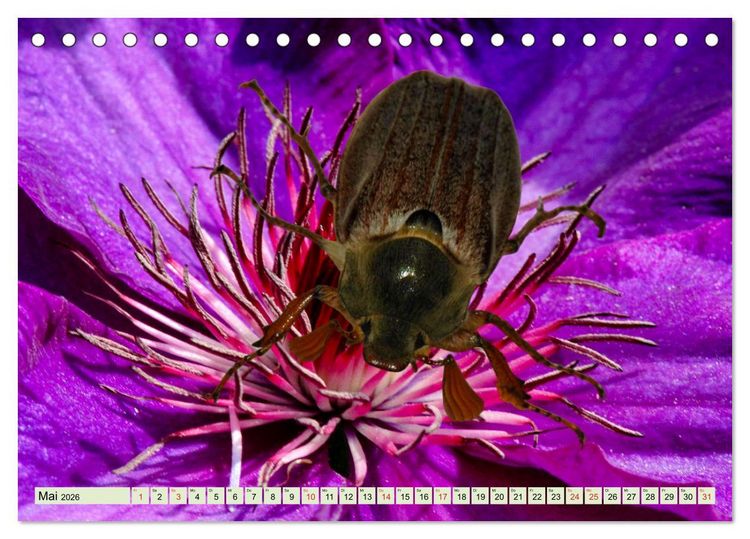Produktbild: Farbenpracht der Insekten (Tischkalender 2026 DIN A5 quer), CALVENDO Monatskalender