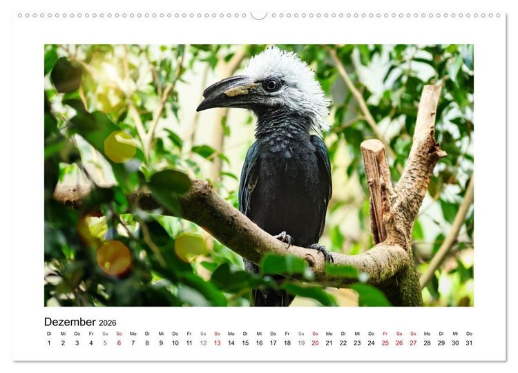 Produktbild: Zauberhaft und farbenfroh (hochwertiger Premium Wandkalender 2026 DIN A2 quer), Kunstdruck in Hochglanz