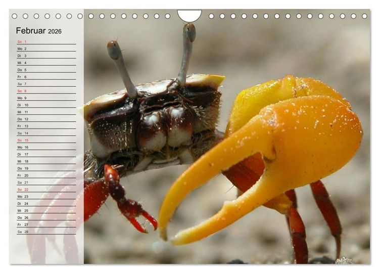 Produktbild: Krabben. Witzige Monster (Wandkalender 2026 DIN A4 quer), CALVENDO Monatskalender