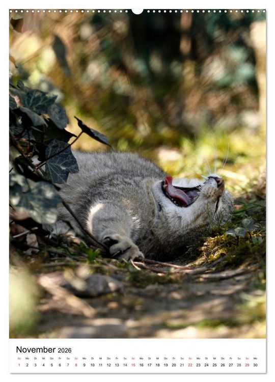 Produktbild: Kleine Tiger im Wald (hochwertiger Premium Wandkalender 2026 DIN A2 hoch), Kunstdruck in Hochglanz