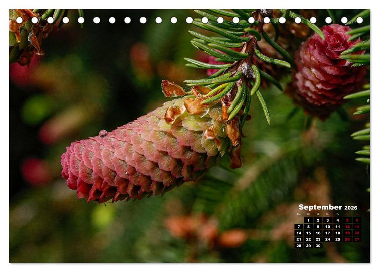 Produktbild: B&auml;ume im Detail (Tischkalender 2026 DIN A5 quer), CALVENDO Monatskalender